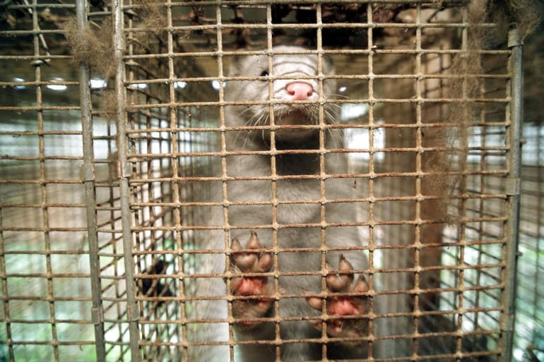 Søren Steffen, Nf-Nf/Ritzau Scanpix