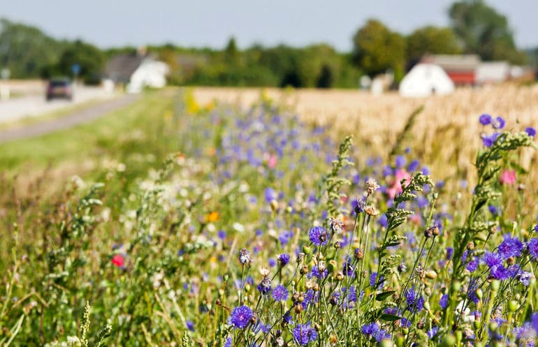 Mads Jensen/Biofoto/Ritzau Scanpix